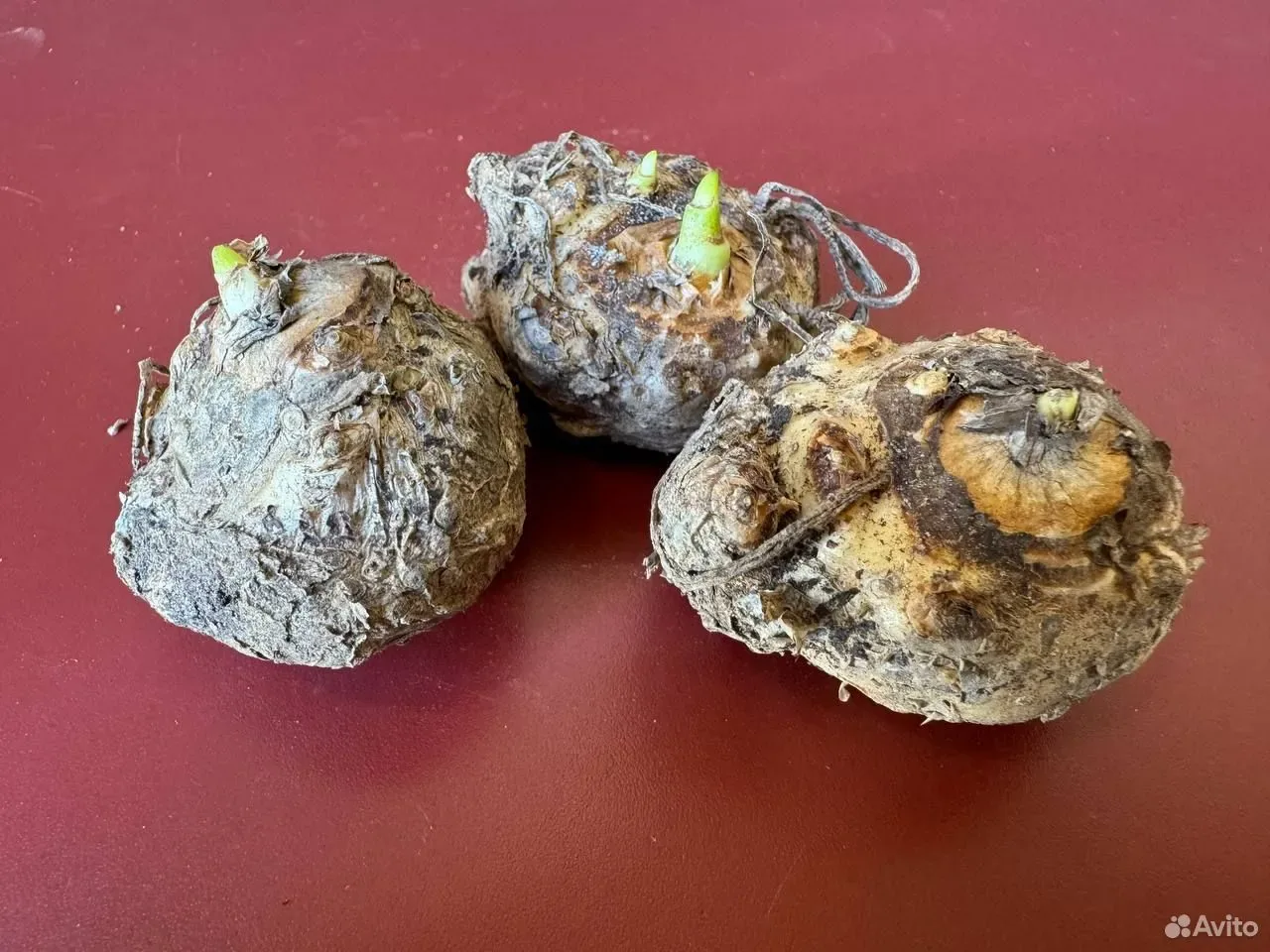 Калла Саншайн  клубни 3шт